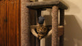 Cat Climbing Tower