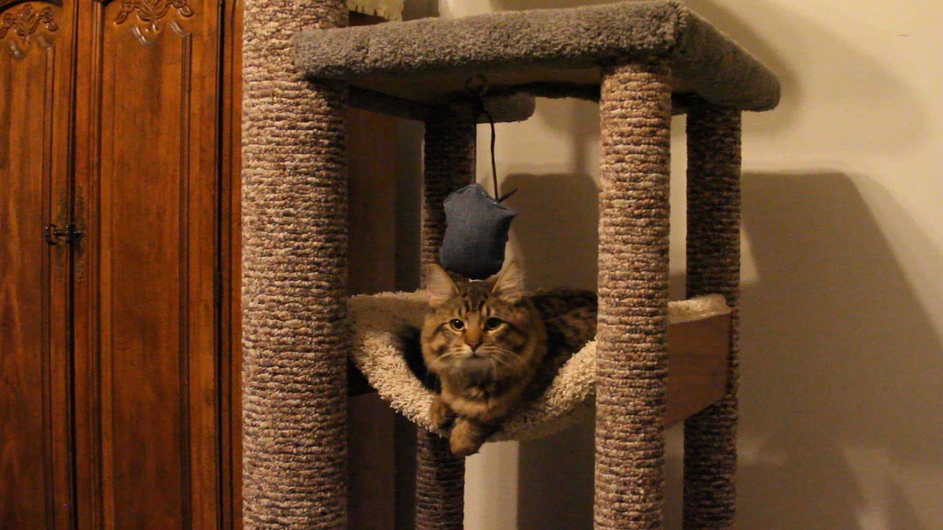 Cat Climbing Tower
